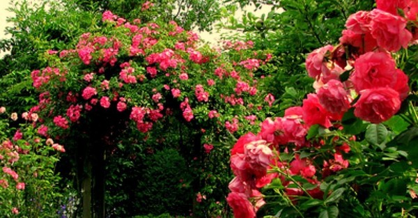 أنواع الورد