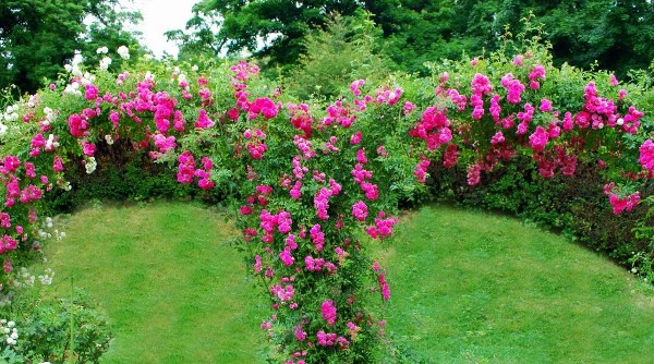 أنواع الورد