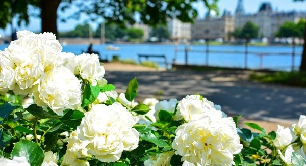 أنواع الورد