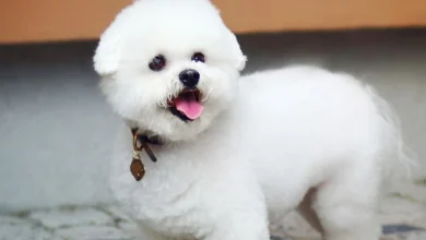 اسماء كلاب مميزة ومعانيها