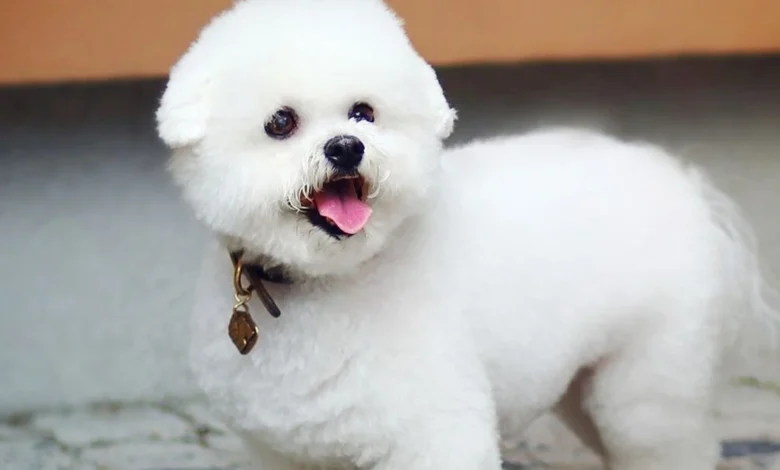 اسماء كلاب مميزة ومعانيها