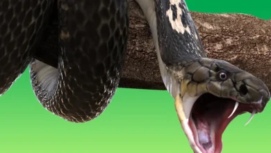 تفسير حلم الثعبان