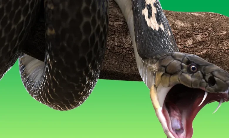 تفسير حلم الثعبان