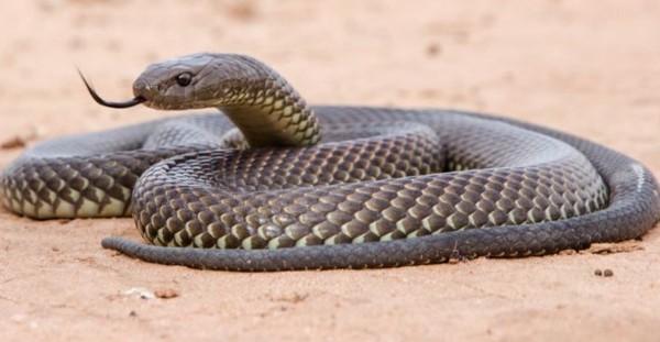 تفسير حلم الثعبان