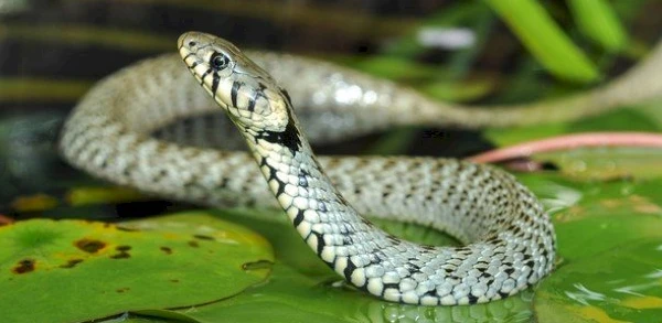 تفسير حلم الثعبان