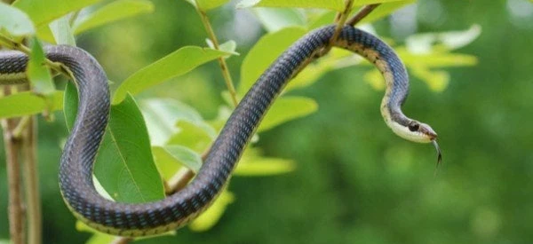 تفسير حلم الثعبان