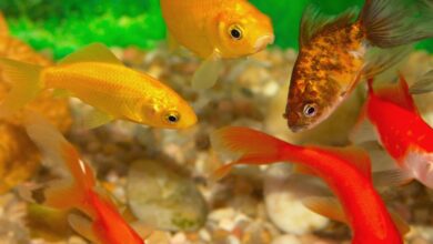 السمك في المنام