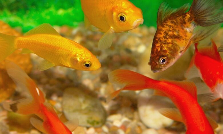 السمك في المنام