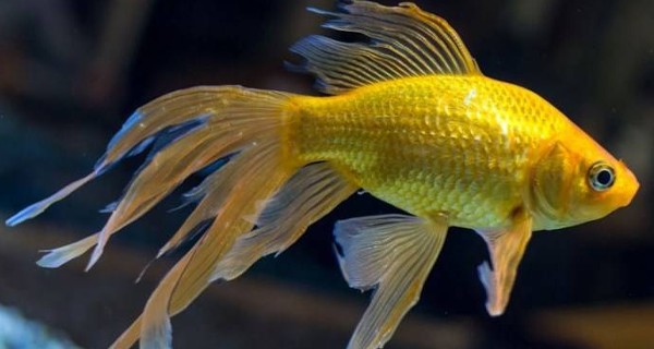 السمك في المنام