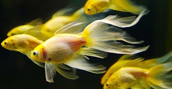 السمك في المنام