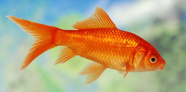 السمك في المنام