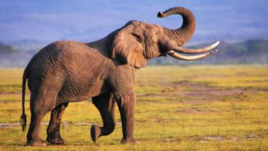 الفيل في المنام