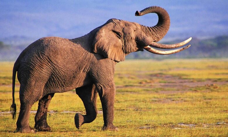 الفيل في المنام