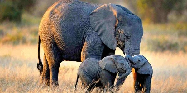 الفيل في المنام