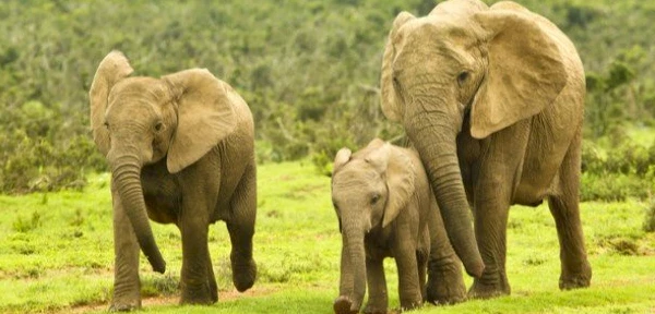 الفيل في المنام