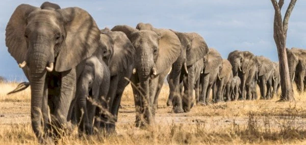 الفيل في المنام