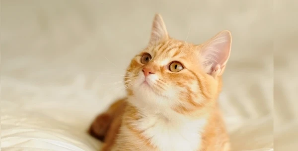 القطة في المنام