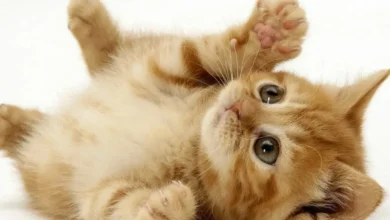 اسماء القطط ومعانيها