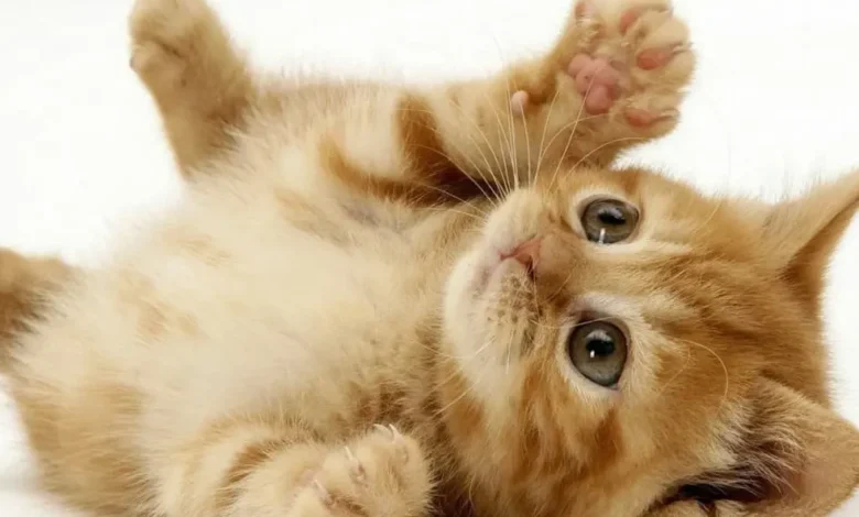 اسماء القطط ومعانيها