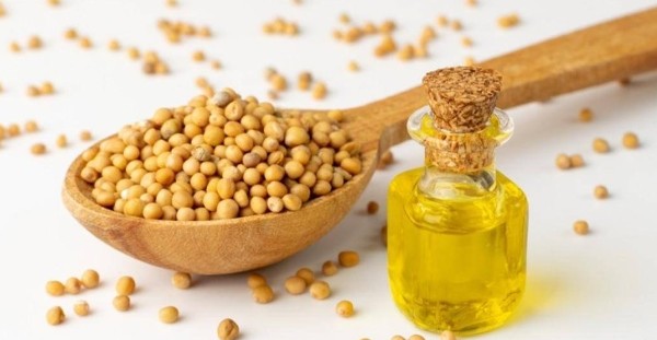 زيت الخردل الاصلي