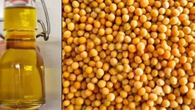 زيت الخردل الاصلي