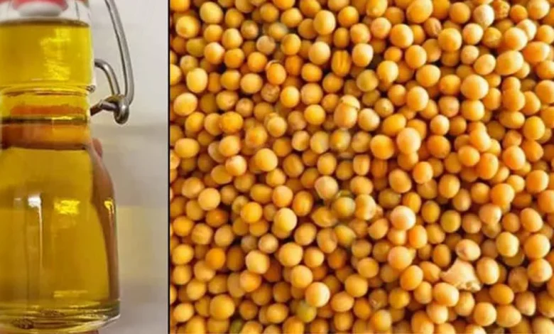 زيت الخردل الاصلي