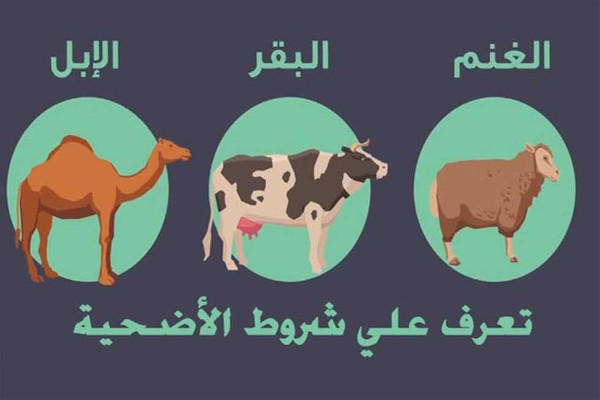 شروط الأضحية