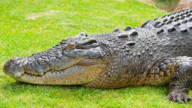 تفسير حلم التمساح في المنام