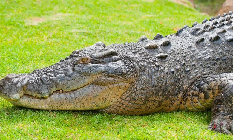 تفسير حلم التمساح في المنام