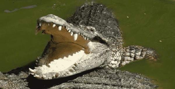 تفسير حلم التمساح في المنام