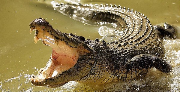 تفسير حلم التمساح في المنام