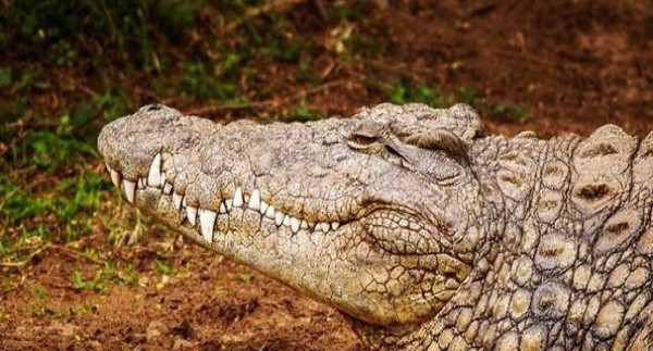 تفسير حلم التمساح في المنام