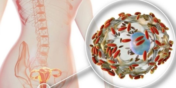 جرثومة الحمل