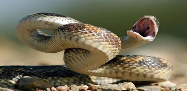 تفسير حلم الثعابين في البيت