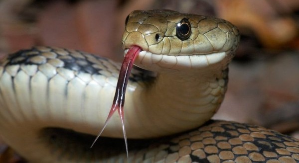 تفسير حلم الثعابين في البيت