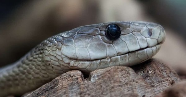 تفسير حلم الثعابين في البيت