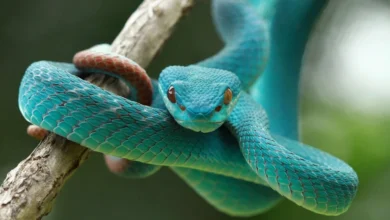 تفسير حلم الثعابين في البيت