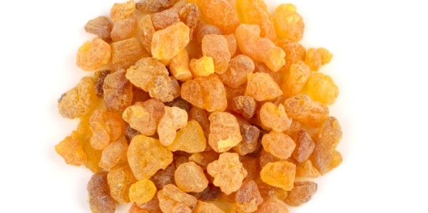 لبان الذكر للحمل