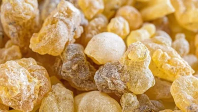 لبان الذكر للحمل