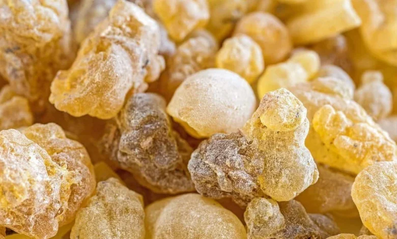 لبان الذكر للحمل