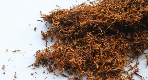 أضرار الشمة