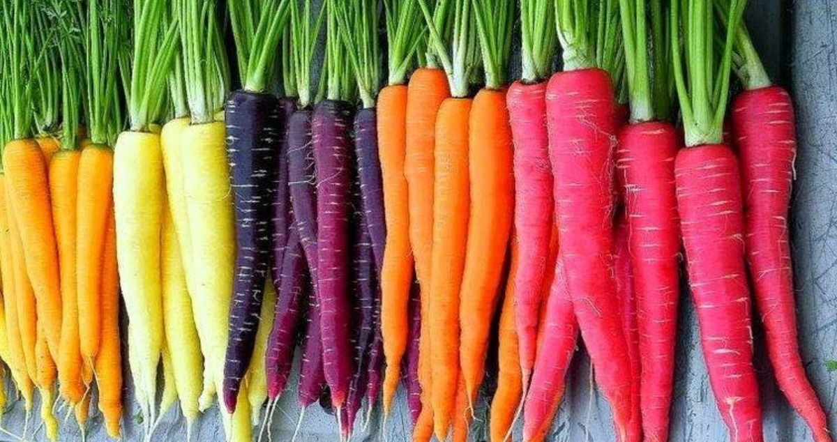 فوائد الجزر