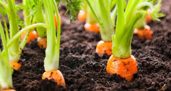 فوائد الجزر