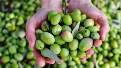 أهم فوائد الزيتون للجسم