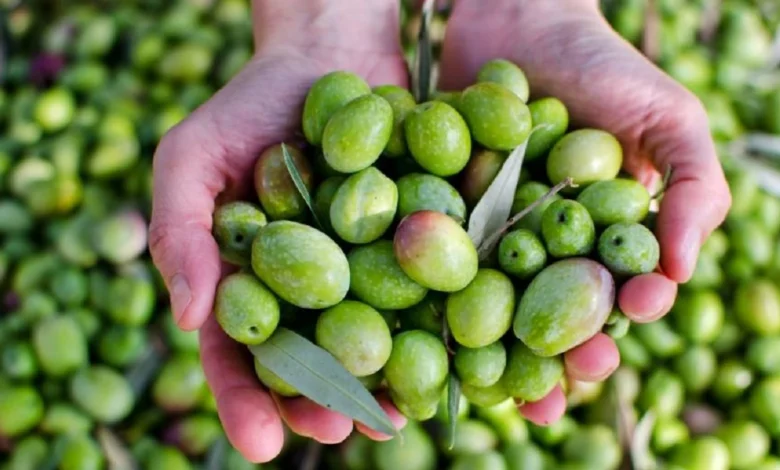 أهم فوائد الزيتون للجسم