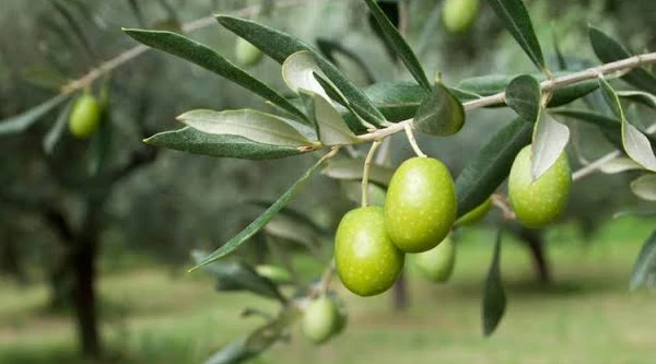 فوائد الزيتون