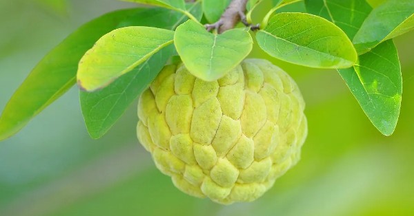 فوائد السفرجل الهندي