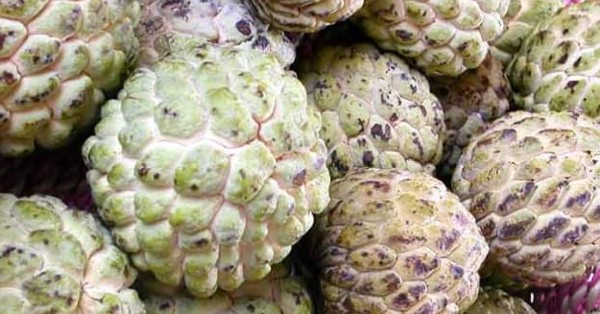 فوائد السفرجل الهندي