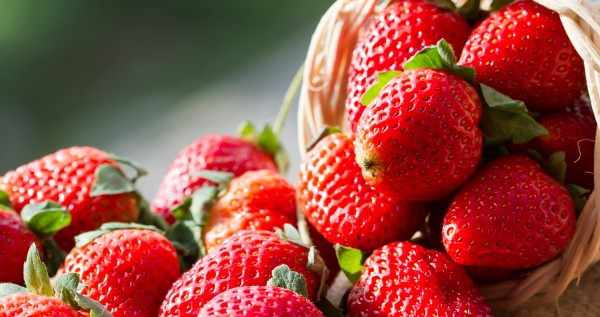 فوائد الفريز