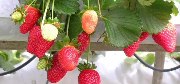 فوائد الفريز